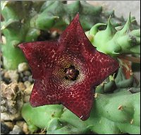 Huernia concinna x Orbea prognatha 1